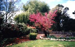 Glen Innes B&B garden